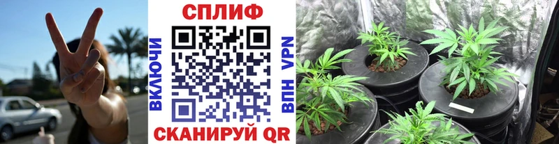 Шишки марихуана марихуана  Болохово 